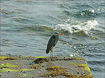 A Heron on Langness Point - Castletown - (9/6/03)