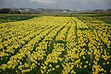 The Daffodil Farm in Andreas.