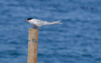 Artic Terns - Point of Ayre