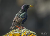 A very colourful Starling - Peel