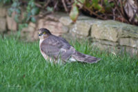 Female Sparrowhawk - Ballaugh 09/02/19