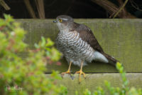 Female Sparrowhawk 2 April 19