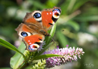 Peacock Butterfly - © Peter Killey - www.manxscenes.com