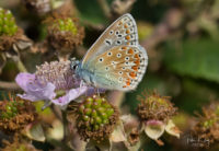 Common Blue Butterfly - © Peter Killey - www.manxscenes.com