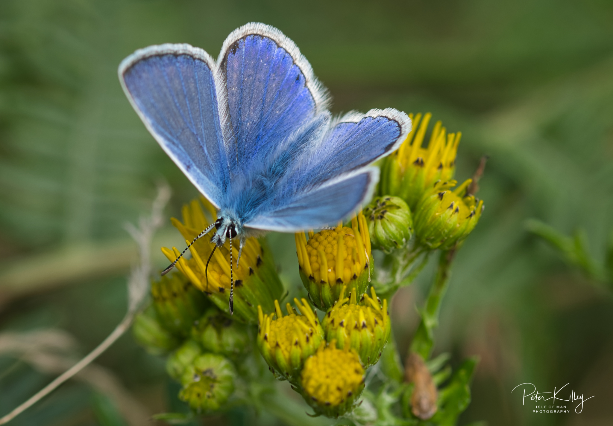 Common Blue Butterfly - © Peter Killey - www.manxscenes.com