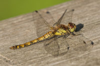Common Darter Dragonfly - © Peter Killey - www.manxscenes.com