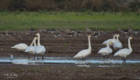 Whooper Swans, Ballaugh - © Peter Killey - www.manxscenes.com