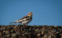Snow Bunting - Point of Ayre - © Peter Killey - www.manxscenes.com