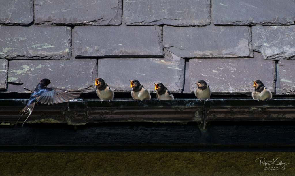 Fledgling Swallows - © Peter Killey - www.manxscenes.com