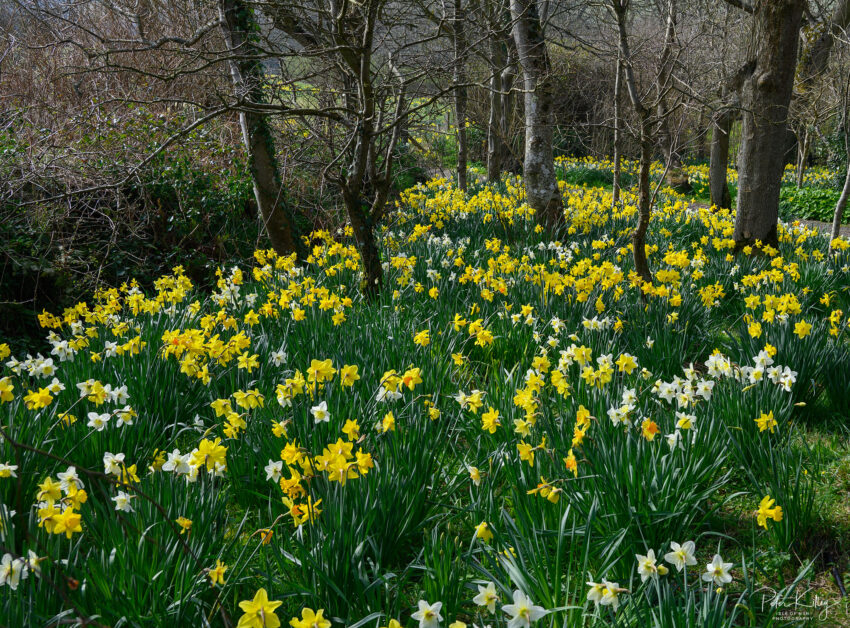 Daffodil Walk Santon - © Peter Killey - www.manxscenes.com