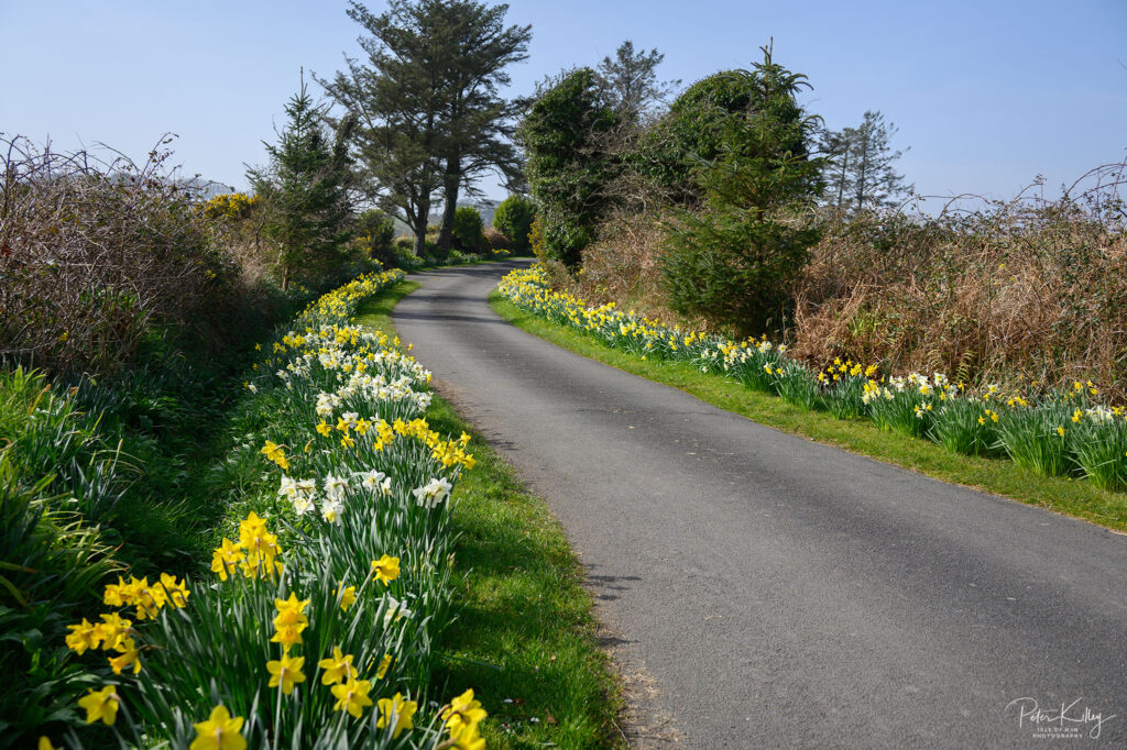 Daffodil Walk Santon - © Peter Killey - www.manxscenes.com