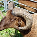 Southern Agricultural Show 2011 © Peter Killey