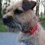 Ted the Border Terrier - © Peter Killey - www.manxscenes.com