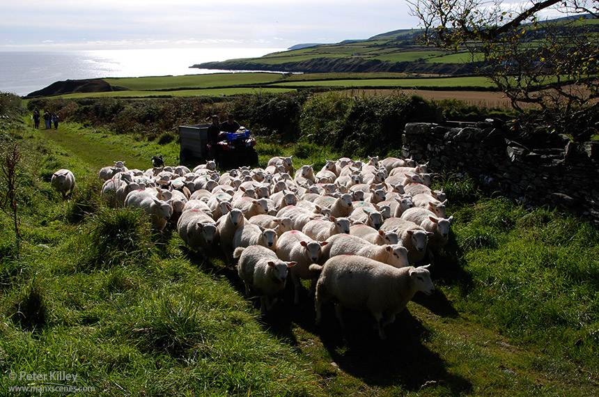 Just below Maughold Church and on the way down to 'Gob ny Portmooar' - © Peter Killey