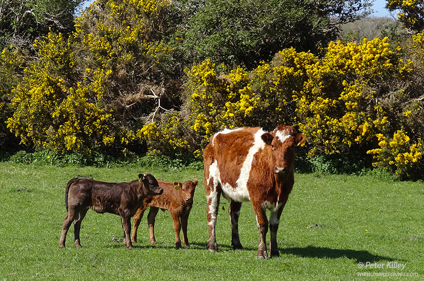 Mum and her new family at Ballacrye Farm - © Peter Killey