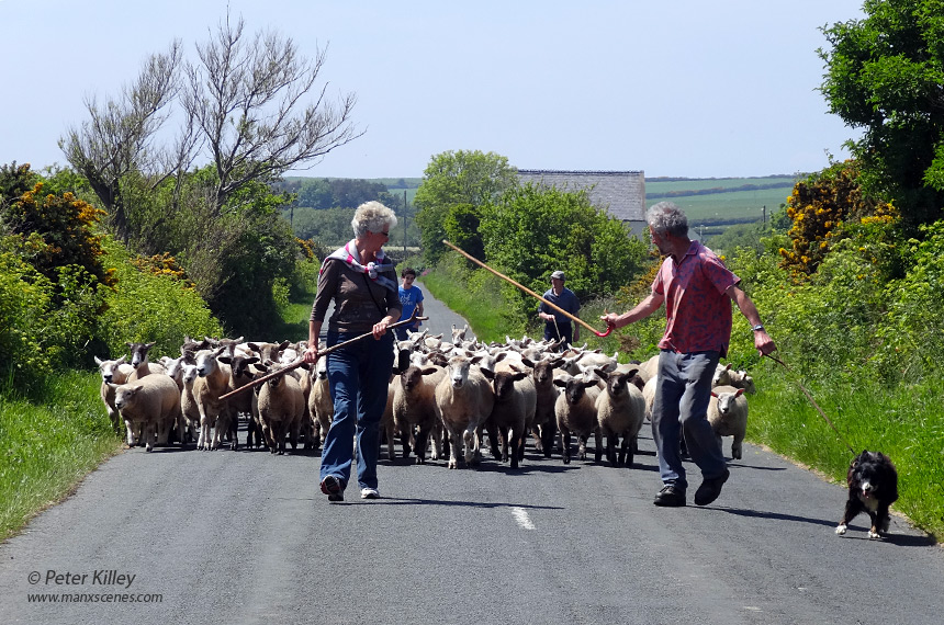Sheep on the road at the Lhen - © Peter Killey
