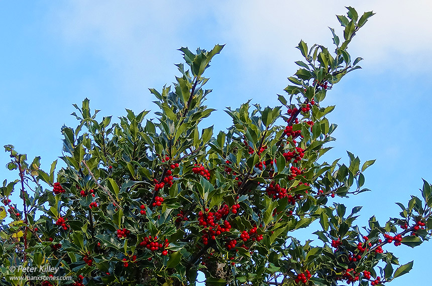 Holly Tree in the North of the Isle of Man -  © Peter Killey