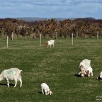 Baby Goats at Ballacrye © Peter Killey - www.manxscenes.com