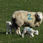 Ballaugh Lambs © Peter Killey - www.manxscenes.com