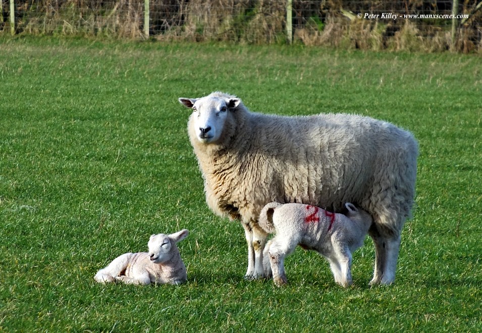 Early Spring Lambs © Peter Killey - www.manxscenes.com
