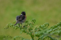 Juvenile Stonechat - Maughold