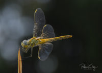 A Darter Dragonfly