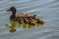 Ducks Ballanette Nature Reserve.