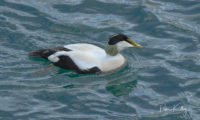 Male Eider Duck Peel Harbour 26/04/18