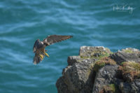 Peregrine coming into land