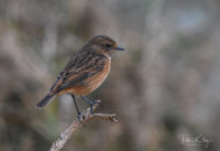 Stonechat at the Point of Ayre