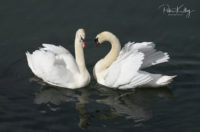 Swans in Douglas Harbour