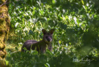 Wallaby in the Curraghs in Ballaugh
