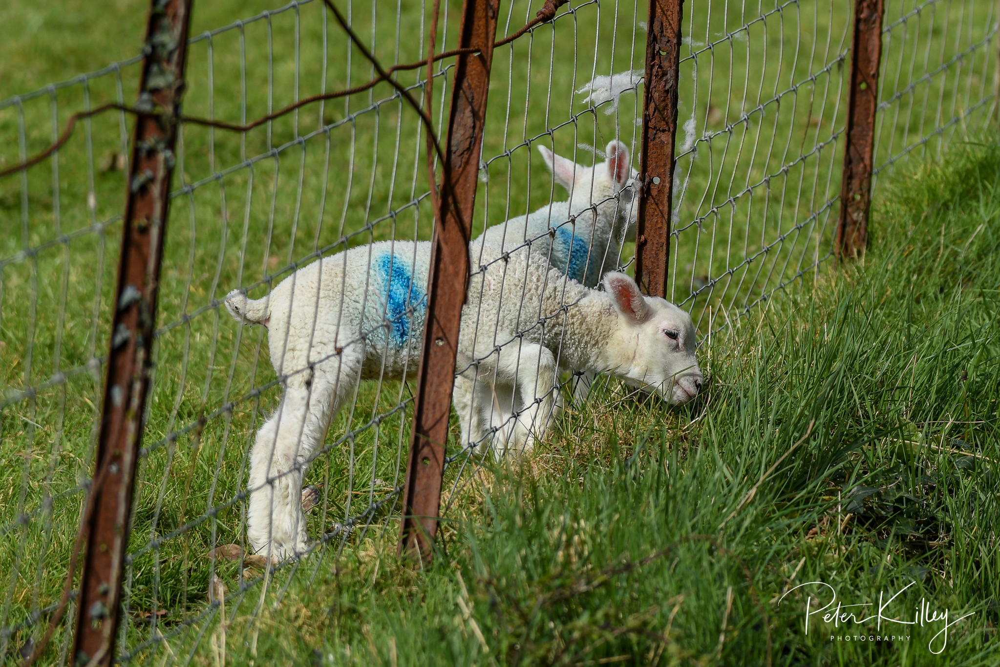 New Born Lambs © Peter Killey - www.manxscenes.com