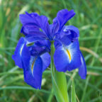 Wild Iris - © Peter Killey - www.manxscenes.com