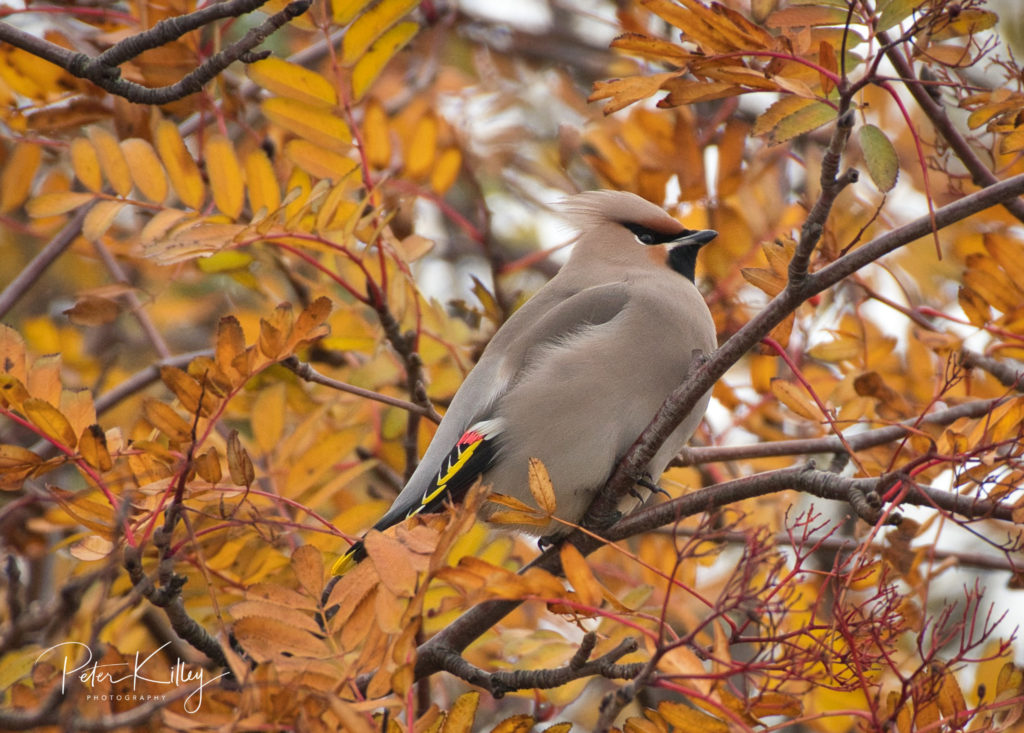 Another Waxwing Image.
