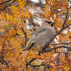 Another Waxwing Image.