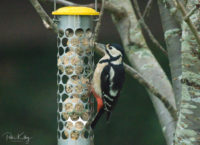 Female Woodpecker