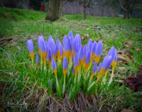 Lezayre Archives Page 3 of 9 Manx Scenes Photography