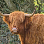 Highland Cattle - Ballafesson - © Peter Killey - www.manxscenes.com