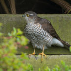 Female Sparrowhawk 2 April 19