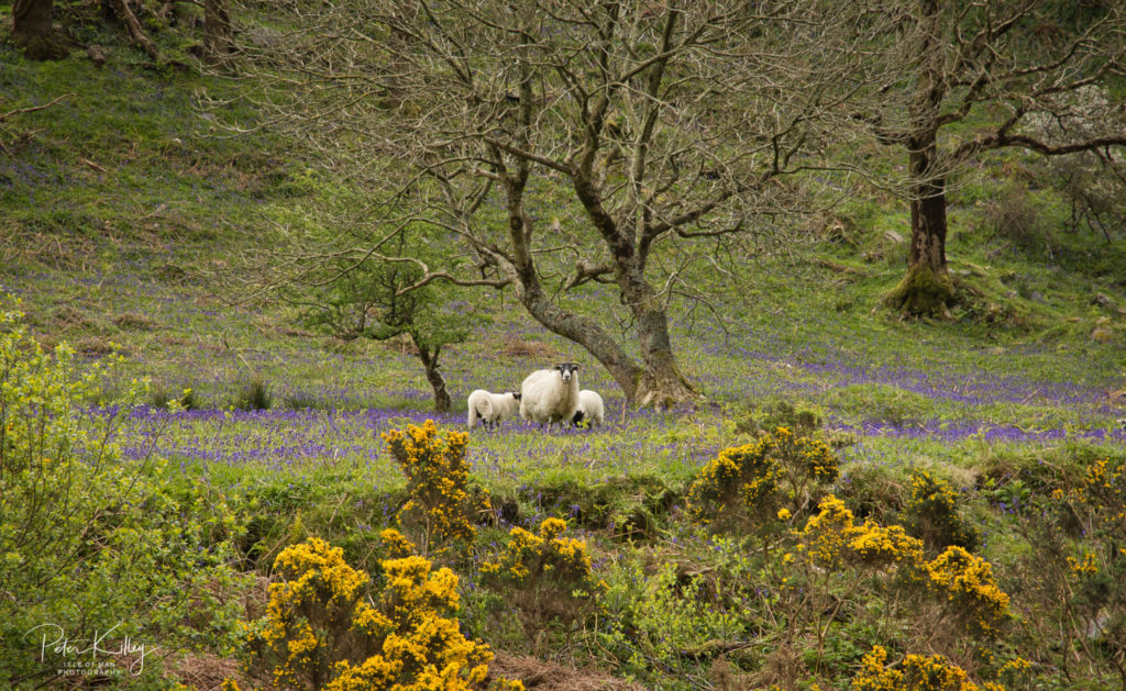 Bluebells at Sulby Glen