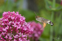 Hummingbird Moth feeding - © Peter Killey - www.manxscenes.com
