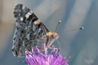 Painted Lady Butterfly - © Peter Killey - www.manxscenes.com