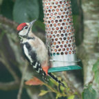 Great Spotted Woodpecker - © Peter Killey - www.manxscenes.com