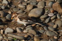 Snow Bunting - Point of Ayre - © Peter Killey - www.manxscenes.com