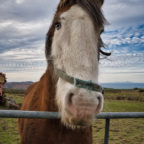 Working Horse, Cregneash Farm - © Peter Killey - www.manxscenes.com