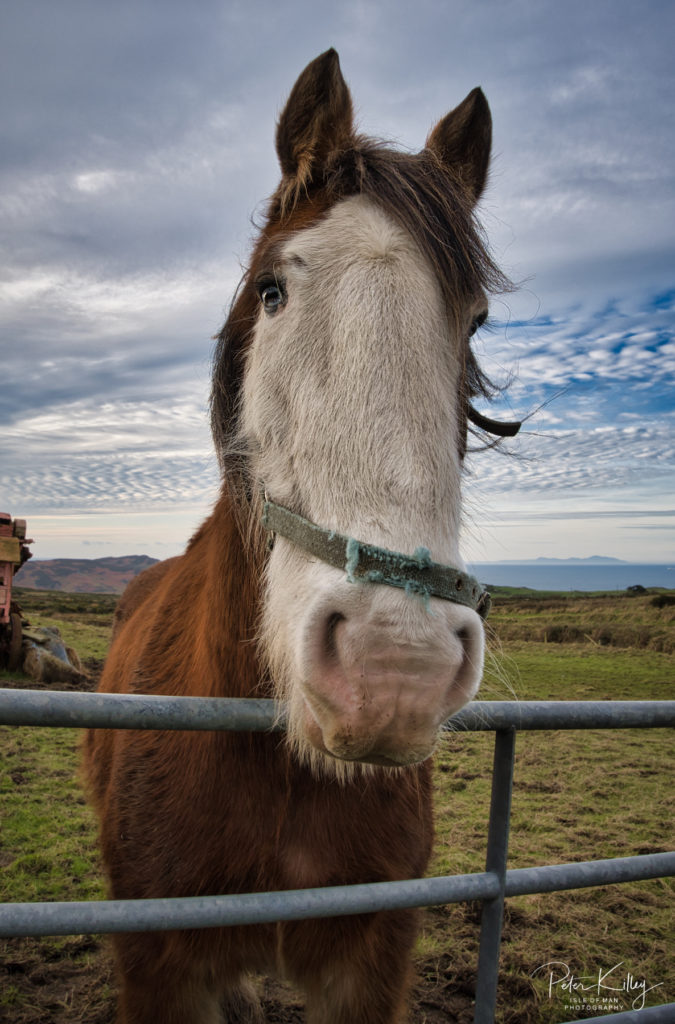 Working Horse, Cregneash Farm - © Peter Killey - www.manxscenes.com