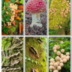 Autumn Fungi © Peter Killey - www.manxscenes.com