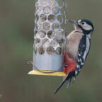 Woodpecker in Ballaugh - © Peter Killey - www.manxscenes.com