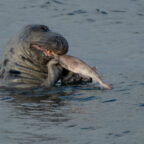 Grey Seal - Peel - © Peter Killey - www.manxscenes.com
